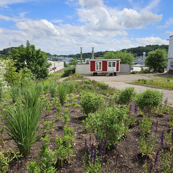 Auf dem Bild ist ein Garten mit einem angelegten Weg zu sehen. Im Hintergrund ist ein roter Bauwagen zu erkennen. Das Wetter ist sonnig mit blauem Himmel und ein paar weißen Wolken.